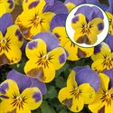 Afbeelding van Viola P9 kleinbloemig Yellow blue wing